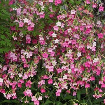 Nicotiana Whisper Mix Flower Seeds