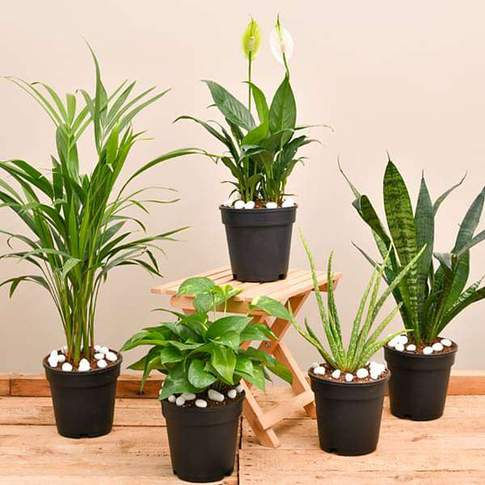 Air purifier and oxygen enriching plant pack of 5 plants