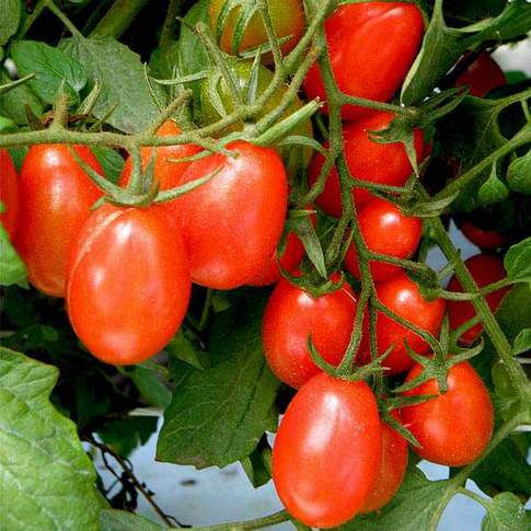 Tomato Imported UC 82 Heirloom Vegetable Seeds