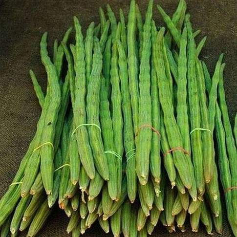 Drumsticks Moringa Oleifera Vegetable Seeds