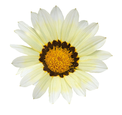 Gazania Zany White Flower Seeds