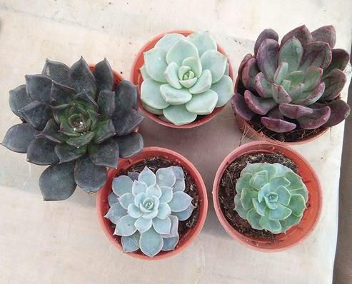 CAPPL Exotic Succulents Plants, Qty: 5 Live Succulent (5 Succulent Small Cc)