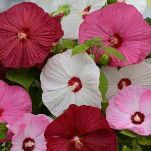 Hibiscus Luna Mix Flower Seeds
