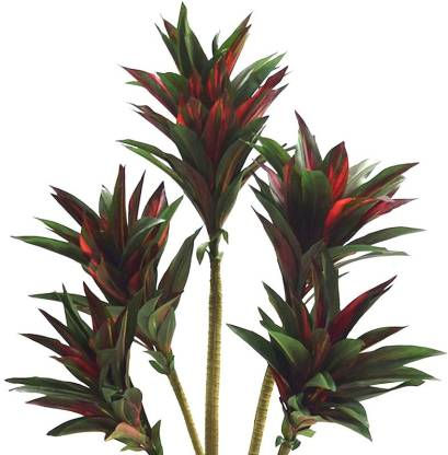 Flowering Dracaena Plant Hybrid Pack of 1