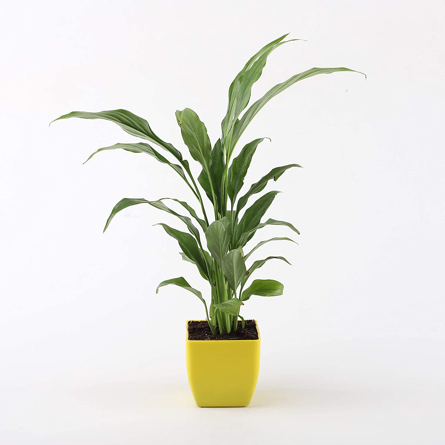 Peace Lily Plant Live Indoor Plant