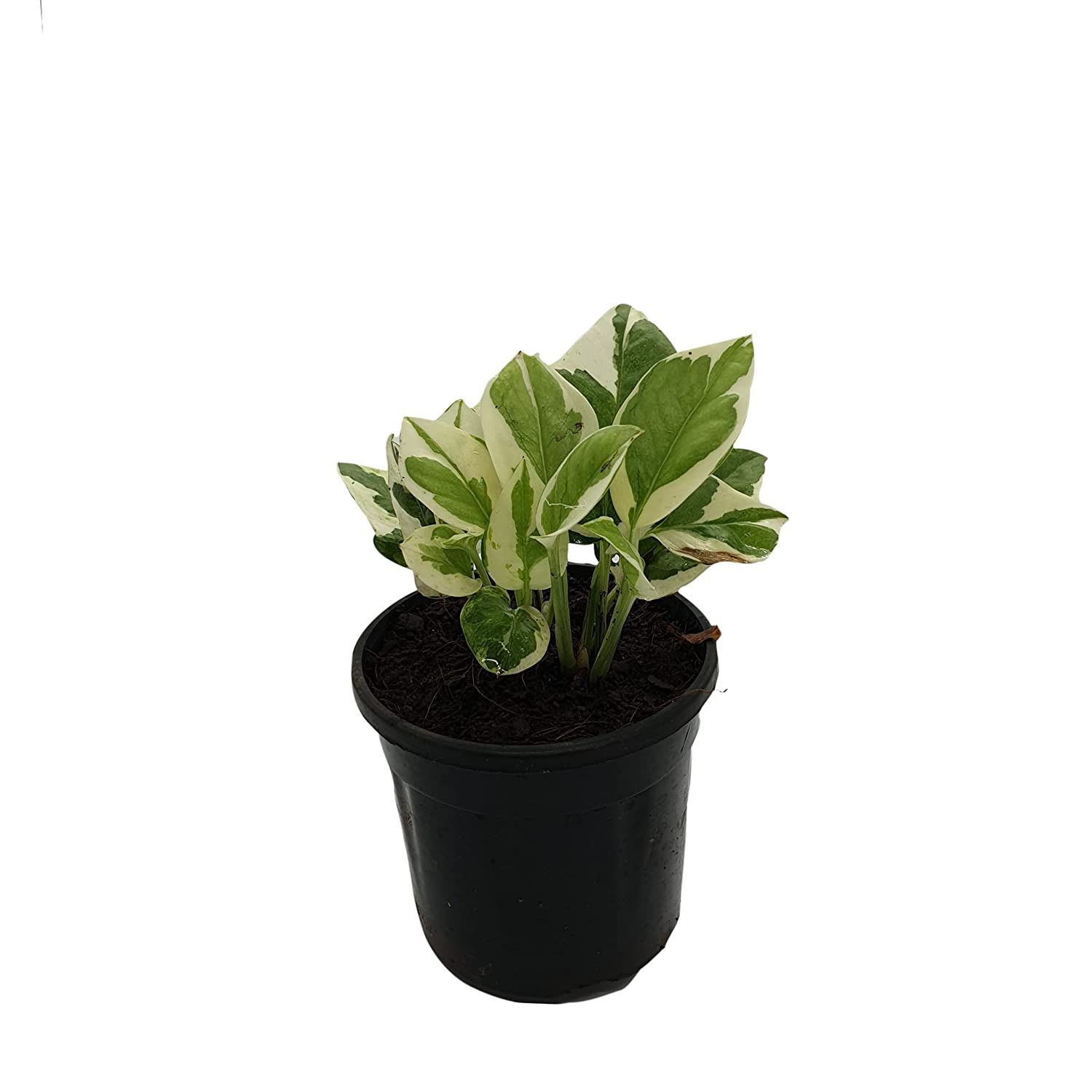 N'joy Money Plant Indoor Plant Pot Included