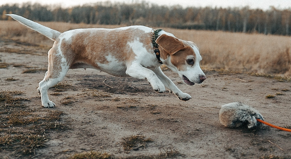 Dummytraining mit Echtfell beim Beagle