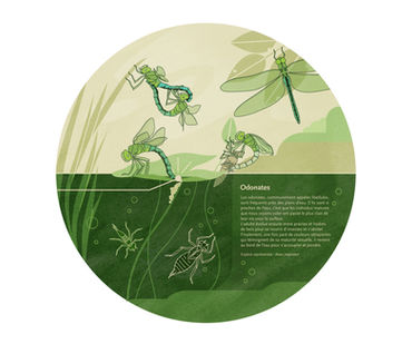 vallée de la durance, france, aménagement des berges de la durance, durance à vélo, illustration, biodiversité