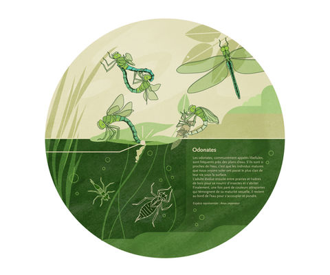 vallée de la durance, france, aménagement des berges de la durance, durance à vélo, illustration, biodiversité