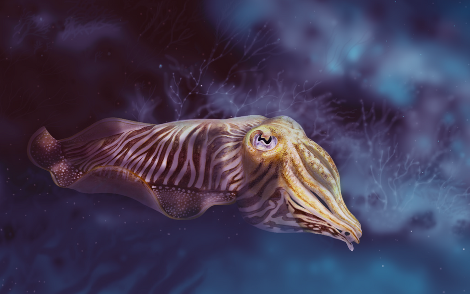 Mange-moi si tu peux ! - Biodiversité, Muséum de Bordeaux, illustration scientifique