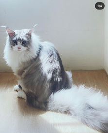 艾利歐庫恩緬因貓舍 台灣緬因貓 緬因貓 橘色緬因貓 紅銀緬因貓 1.jpeg