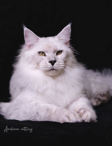 ns11 
陰影色緬因貓