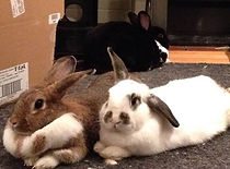 23231147_872576592924_759140026420042540