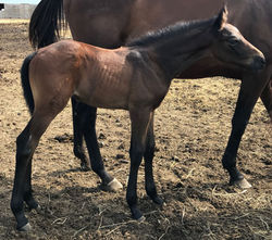 Tally Ho Irish Storm - 2 months