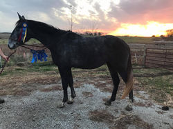 Tally Ho Irish Legend - 3 years old