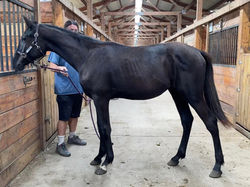 Full Sibling:  Tally Ho Irish Rockstar