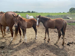 219660946_971463025032_8876717197455484025_n