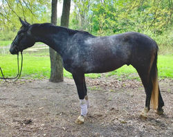 Tally Ho Irish Legend - 4yo