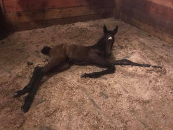 33499926_789742773872_6907511080847671296_n