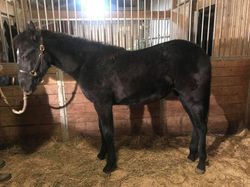 81036784_458181821537502_6888792264751972352_n