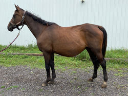 Dam:  Thoroughbred "Lightning Annie"