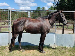 Charming Fortune - 3 years 3 months