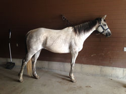 Dam - Princess Bella