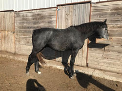 Tally Ho Irish Hero - 3 years old
