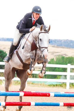 Tally Ho Irish Pharaoh - 5 years old