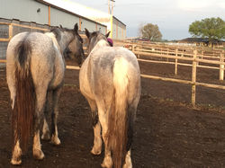 Pearl 3 years 9 months (right) and full sister Moon left)