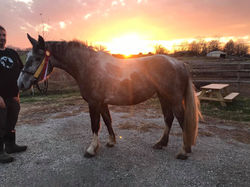 Tally Ho Irish Moon - 3yo