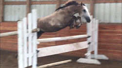 Tally Ho Irish Empress - 2 years 8 months