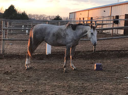 2 years 9 months old