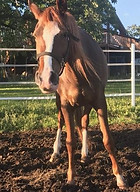 Dam - Crown Jewel J.JPG