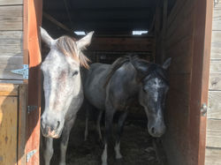 Pearl 3 years 5 months (left) and full sister Moon (right)