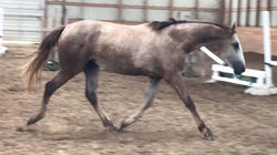 Tally Ho Irish Empress - 2 years 9 months