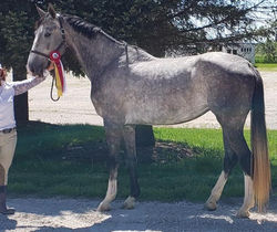 Tally Ho Irish Goddess - 4 years old