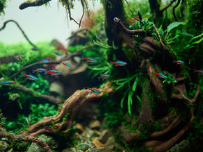 Pourquoi les vitres de l'aquarium deviennent-elles vertes... alors que le reste du bac semble propre ?