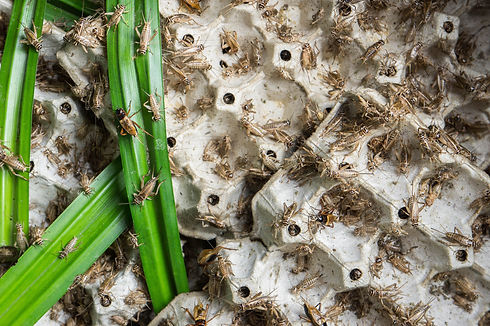 Crickets, poultry insects that are fed t