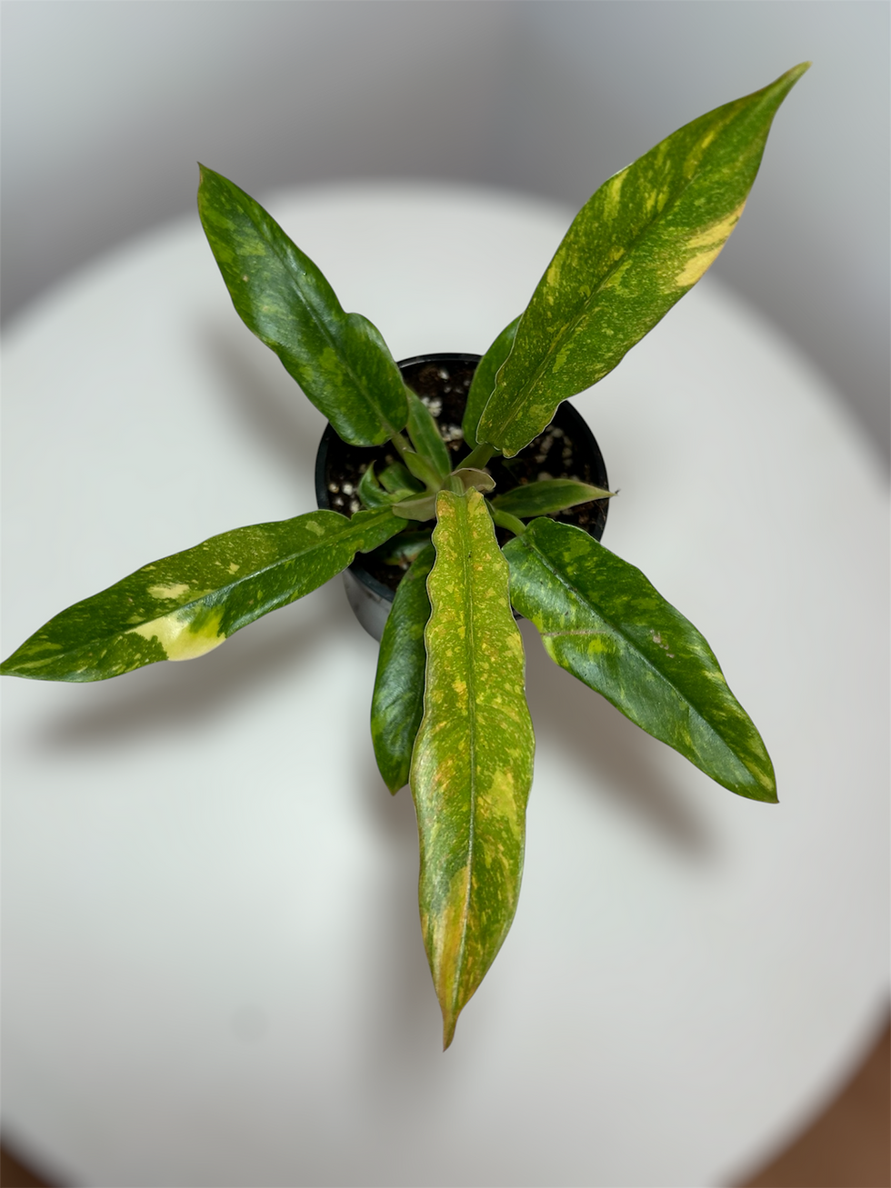 Philodendron Ring of fire