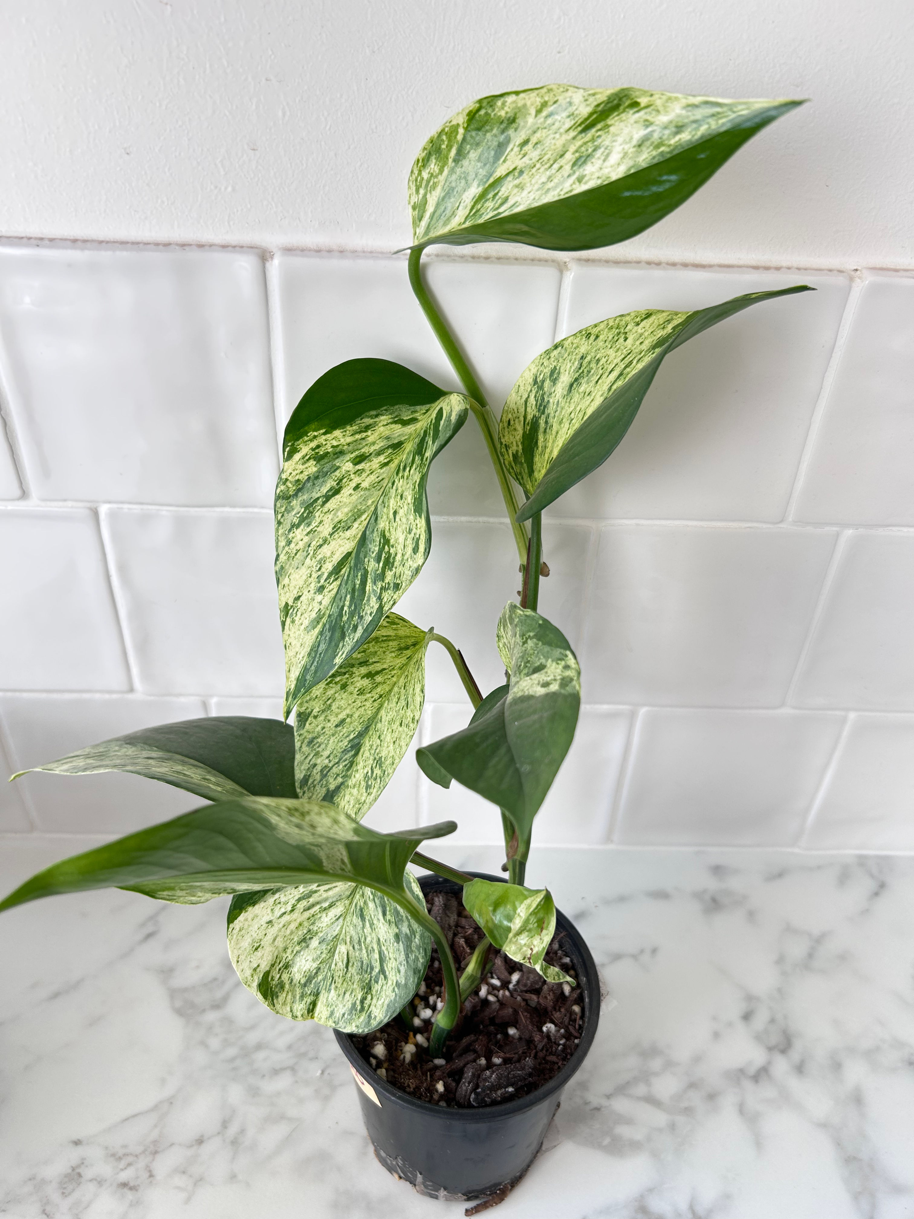 Pothos Marble Queen