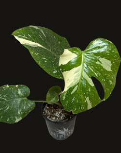 Thai monstera_edited_edited