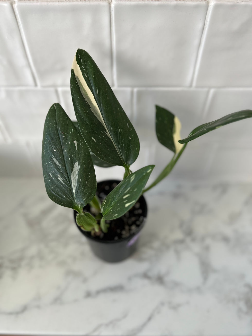 Monstera standleyana