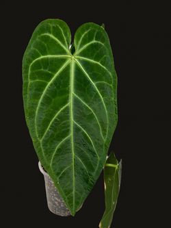 Photoroom_20250831_174345_edited