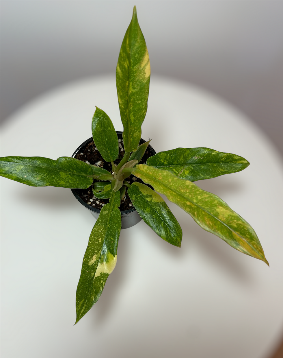 Philodendron Ring of fire