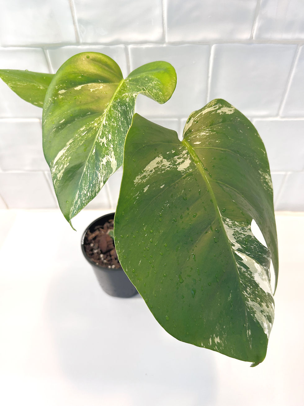 Thumbnail: Monstera Albo