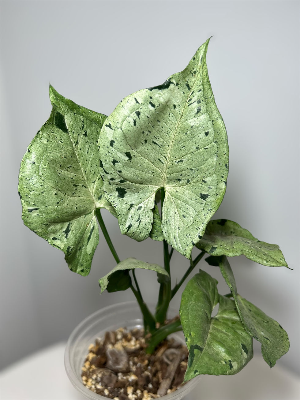 Syngonium Green Splash