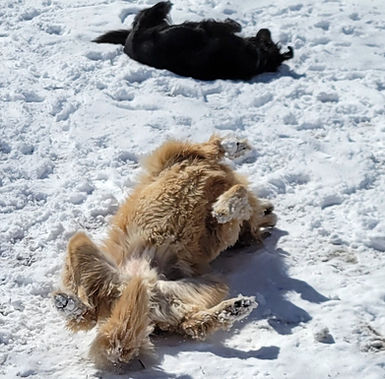 snow play.jpg