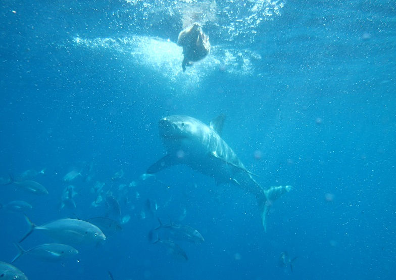 Grand requin blanc.