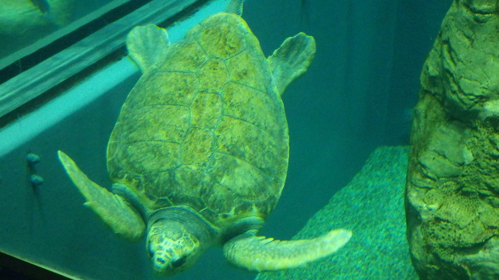 Homme-tortue.